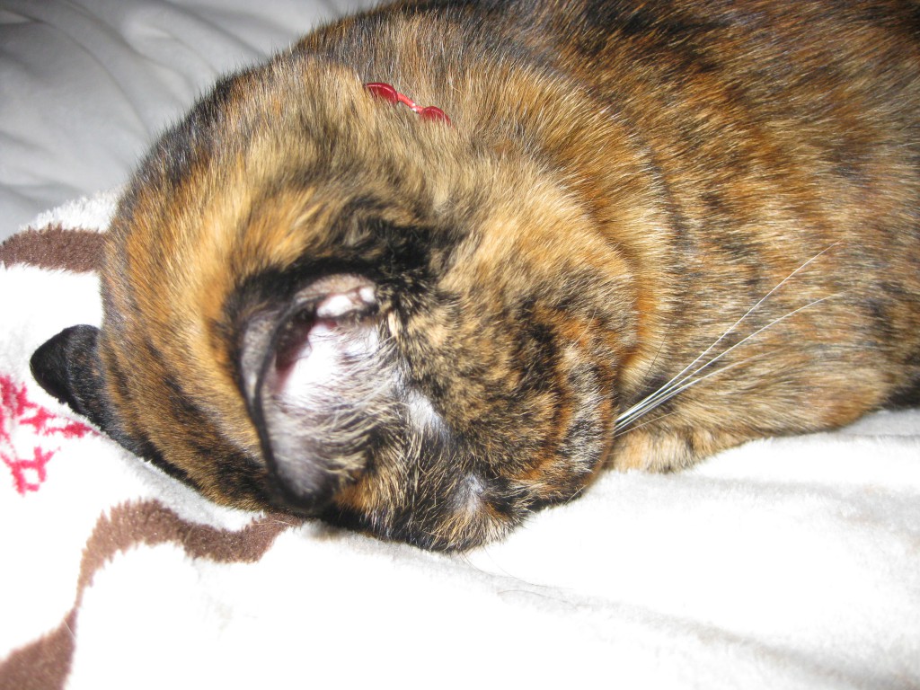ごめんね　ごめん寝　すまん寝　ゆるして寝　猫　ねこ　ネコ　サビ猫
